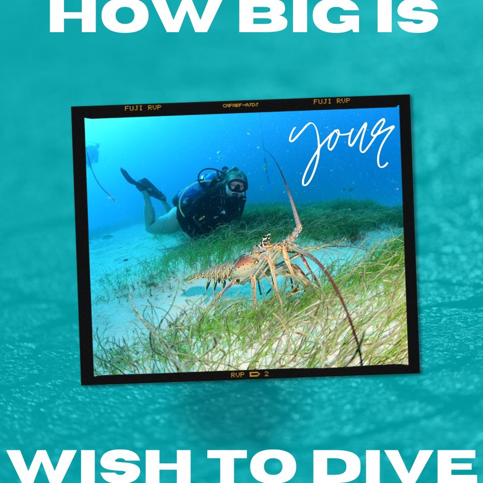 DIVESTMAARTEN's tweet photo. Weekend dives are the best! https://t.co/PrvYLOnXo0