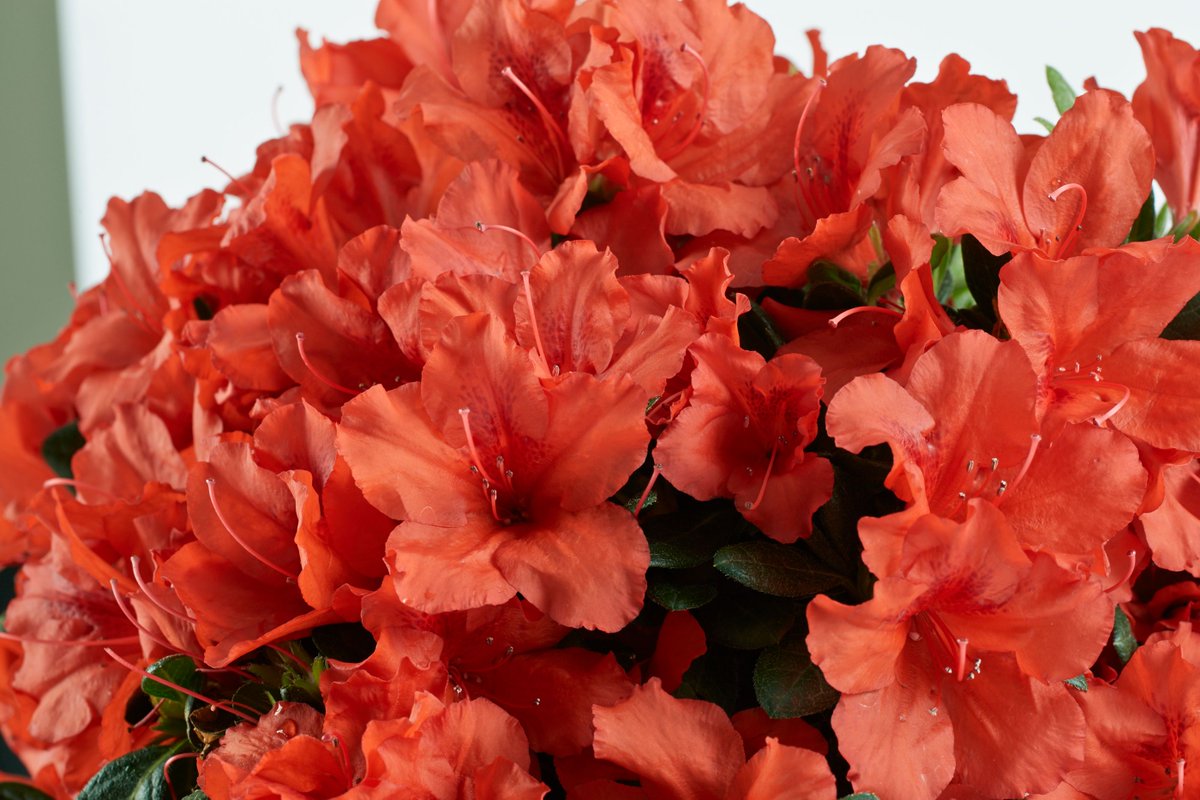 DejaBloomAzalea's tweet photo. It's #FloralFriday! After a crazy week, surround yourself with beauty in the garden. Déjà Bloom Azaleas put on a spectacular show in the fall, brightening your landscape with a perfect pop of color. Enjoy the pretty show while you unwind outside! 
#dejabloomazalea #garden https://t.co/jTRLc26nxx