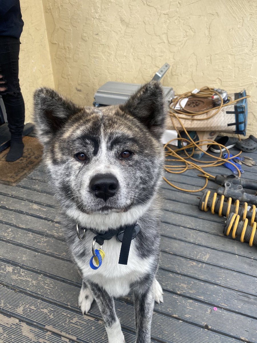 GoosiNZ's tweet photo. @MessyEssyy The big pup Oshie with eyebrows https://t.co/rwRHaAHvnz