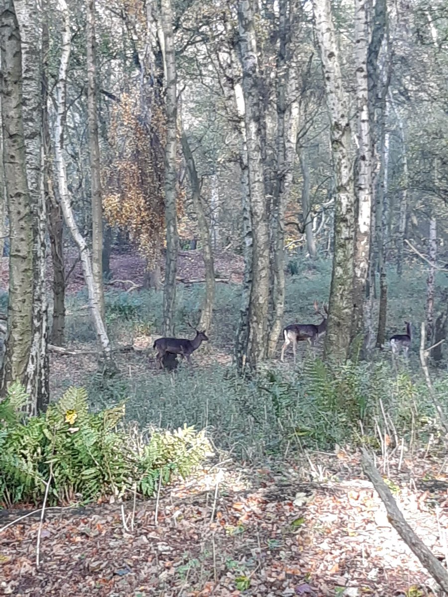 HeaneyJo's tweet photo. @Juerobertss @Lyse_e Beautiful walk and positive supervision time! Loved the @Juerobertss deer tour 🦌 https://t.co/DOrAJSj9Mj