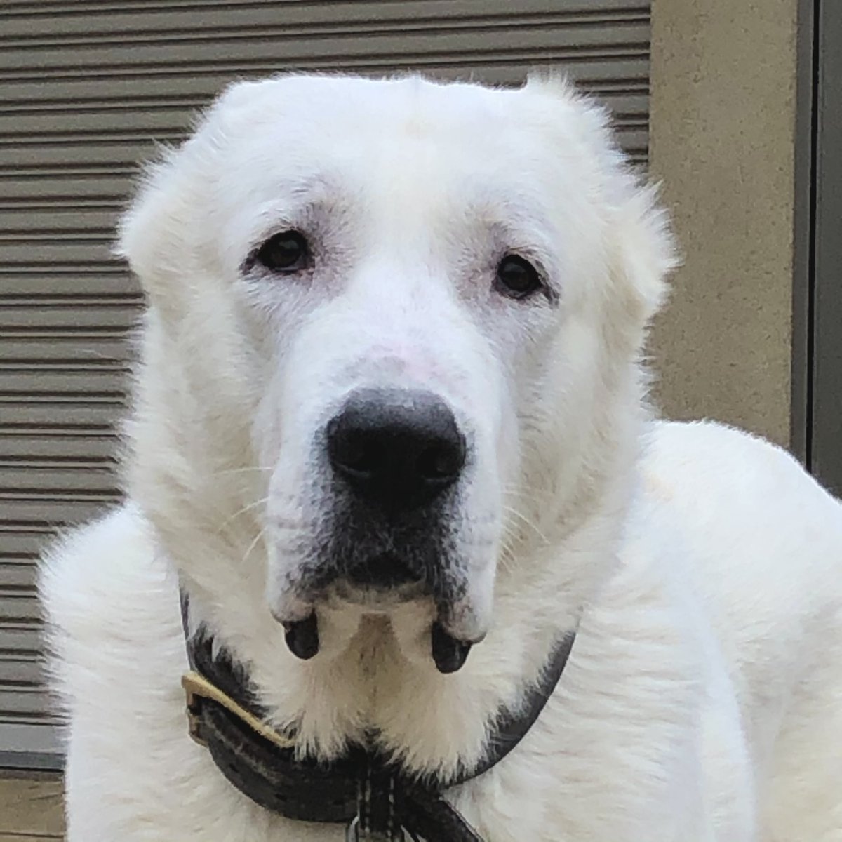 ペキニーズ星人 ぴとー 顔の毛はすっかり生えたね 某所で断耳と断尾は虐待とか言う炎上騒ぎがあってぴりぴりしてしまった セントラルアジアシェパード アラバイ 超大型犬