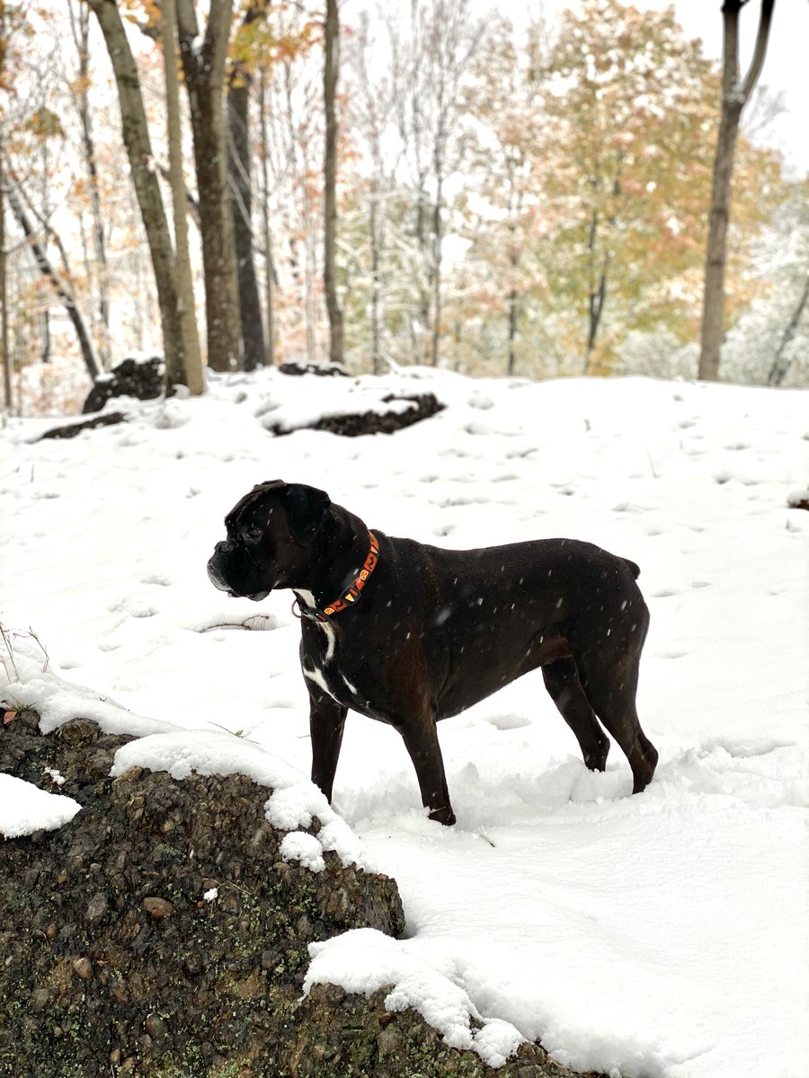 JI_Miller's tweet photo. @weatherchannel Ellie "McChompington" Miller enjoys the late October snow in Boston! https://t.co/Sdy9EOI1kX