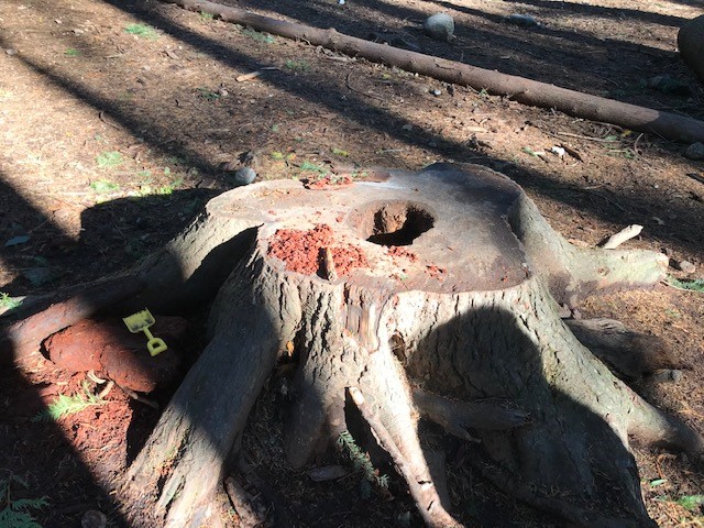RCMacDonaldSD43's tweet photo. Outdoor Learning everyday here in the RC Mac Forest. These are photos of a grade 2 restaurant - serving up pizza and salads. https://t.co/12ghSz26dj