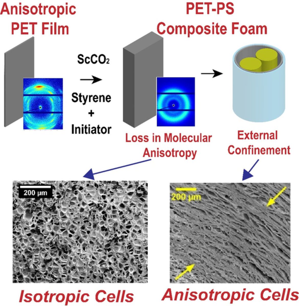 JPolymSci's tweet photo. New in #JPS, just published in #EarlyView: "Anisotropic cellular structures from semi‐crystalline polymer templates" https://t.co/hCqvqJL510 from the team @UMassPSE #polymers #polymerscience https://t.co/zSxZCyES3e