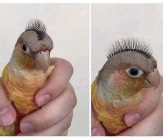 angeladean30's tweet photo. found the kids eyelashes and had an idea!!
Mr. T. Bird
#LOL #justlol https://t.co/6bXV3Y7NWc