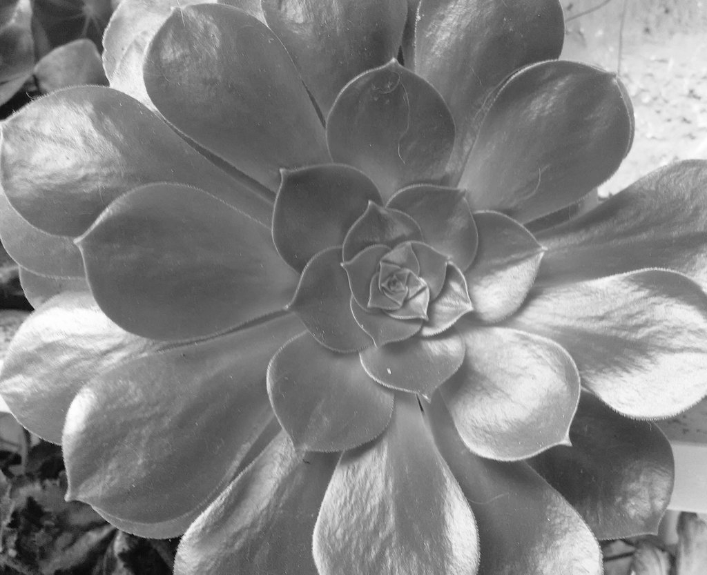 _R0SS22's tweet photo. 7 días de fotografías en blanco y negro, sin explicaciones solo el reto de apreciar lo bello y disfrutar con los amigos.

🌟Me reto  @MariaCecyPa

👉 Yo reto y desafío a:
@Nixonpaz2

1/7 https://t.co/Z01qmKk5Se