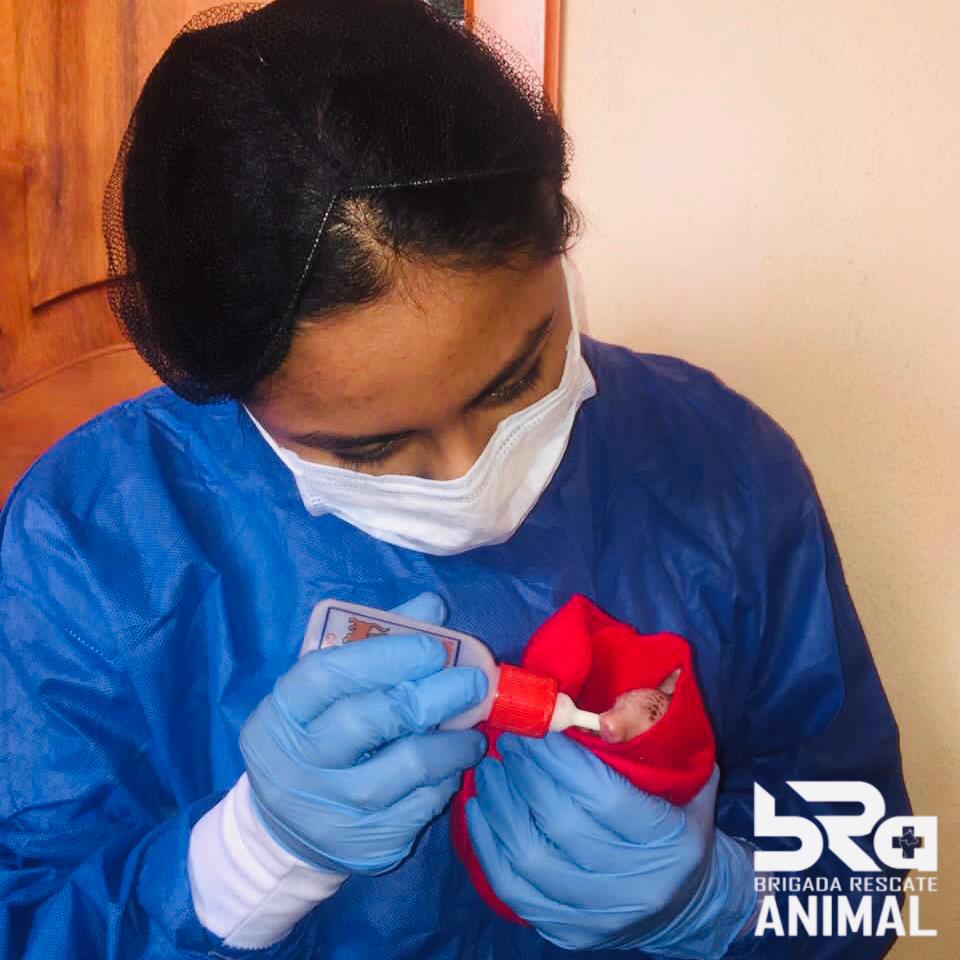 BRA - BRIGADA RESCATE ANIMAL tweet media