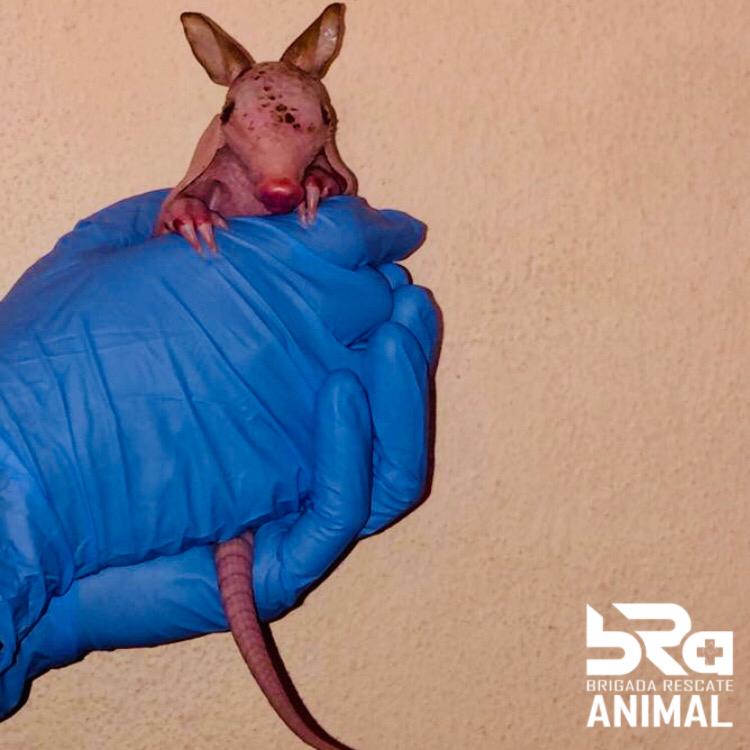 BRA - BRIGADA RESCATE ANIMAL tweet media
