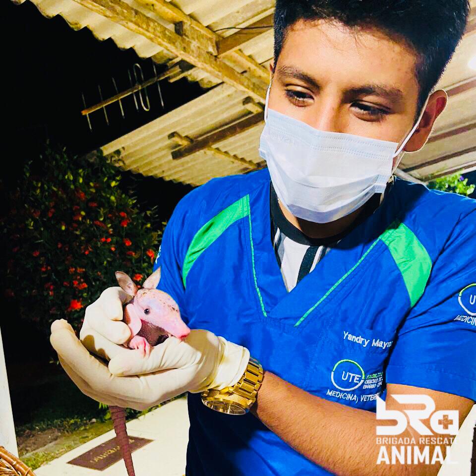 BRA - BRIGADA RESCATE ANIMAL tweet media