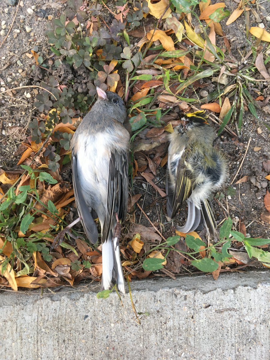 Freedom_Lian's tweet photo. We lost the junco and kinglet. 😢They are both #windowkill victims of glass wall of ERC. This is a really bad building for birds. We do need a bird-friendly university.#universityofchicago #UofC https://t.co/y3WIxHk75R