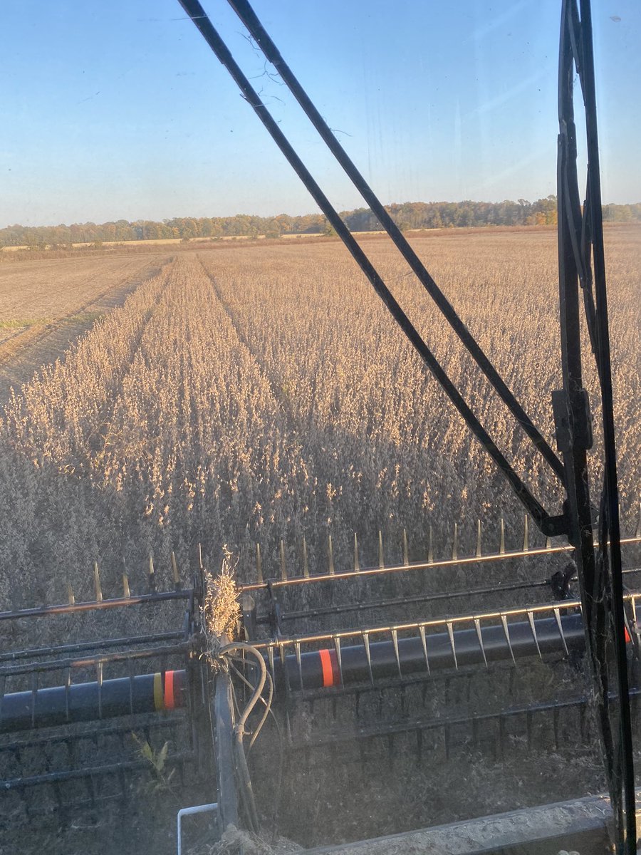 dylansecrease91's tweet image. Finishing up bean harvest with our #deltasoy food beans. Seem to be a good fit for our heavier ground that we can’t get into and planted early in the spring