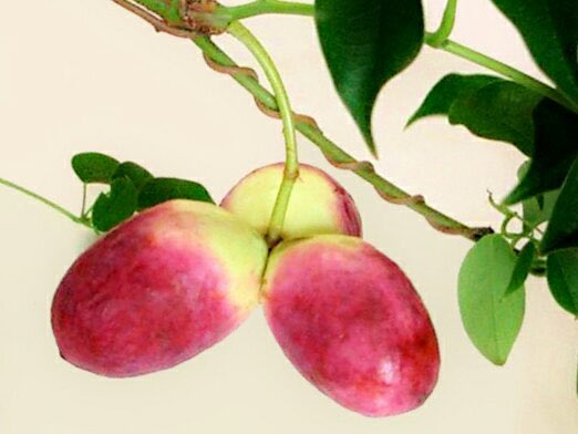 郁子のtwitterイラスト検索結果 古い順