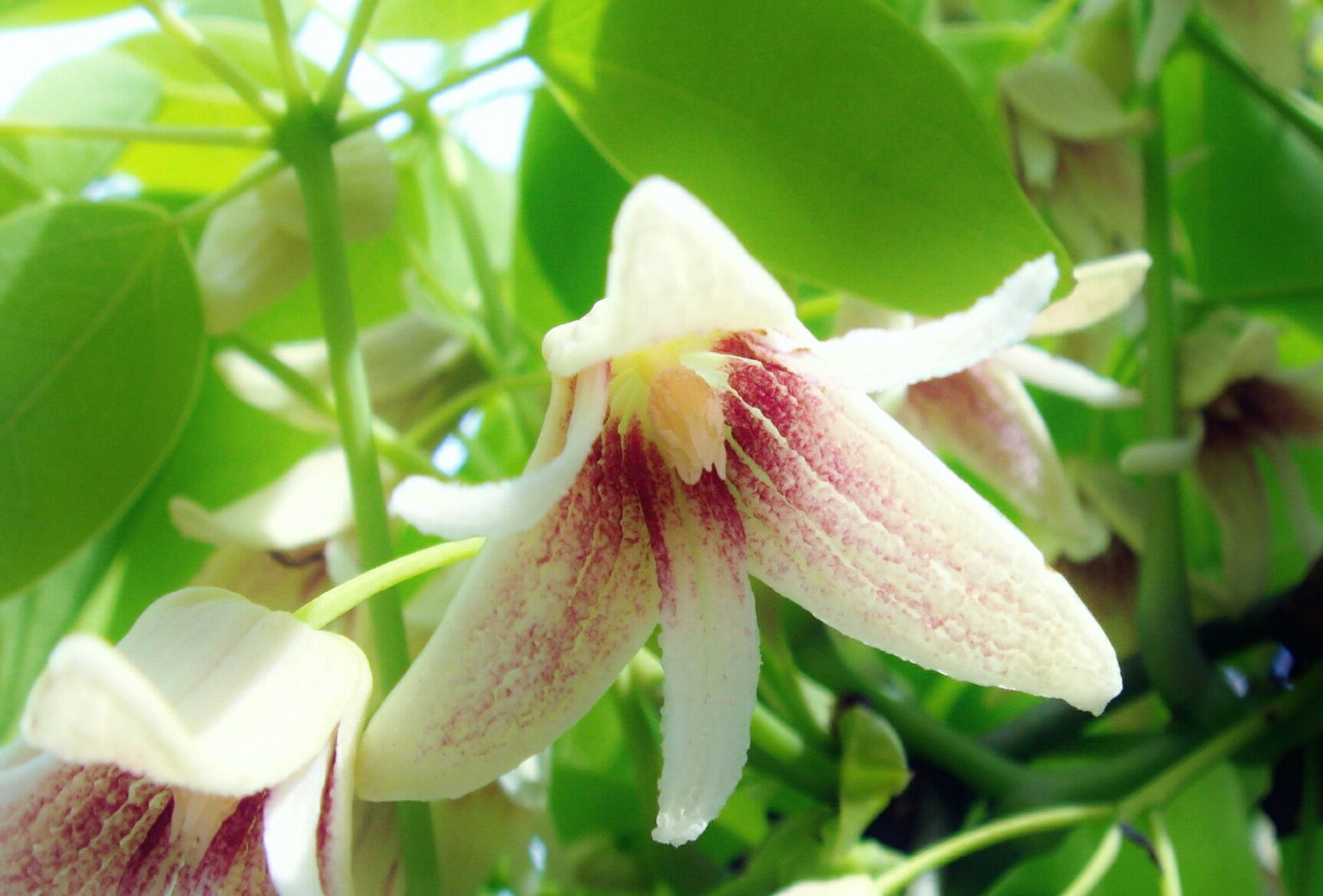 花 11月7日の花 ムベ 郁子 花言葉 愛嬌 アケビ科ムベ属 別名 トキワアケビ 由来 朝廷に献上していたため 苞苴 オオムベ と呼ばれていたのが ムベ となった 収穫期 10月 11月 実はアケビのようには裂けない 茎や根は野木瓜という生薬で