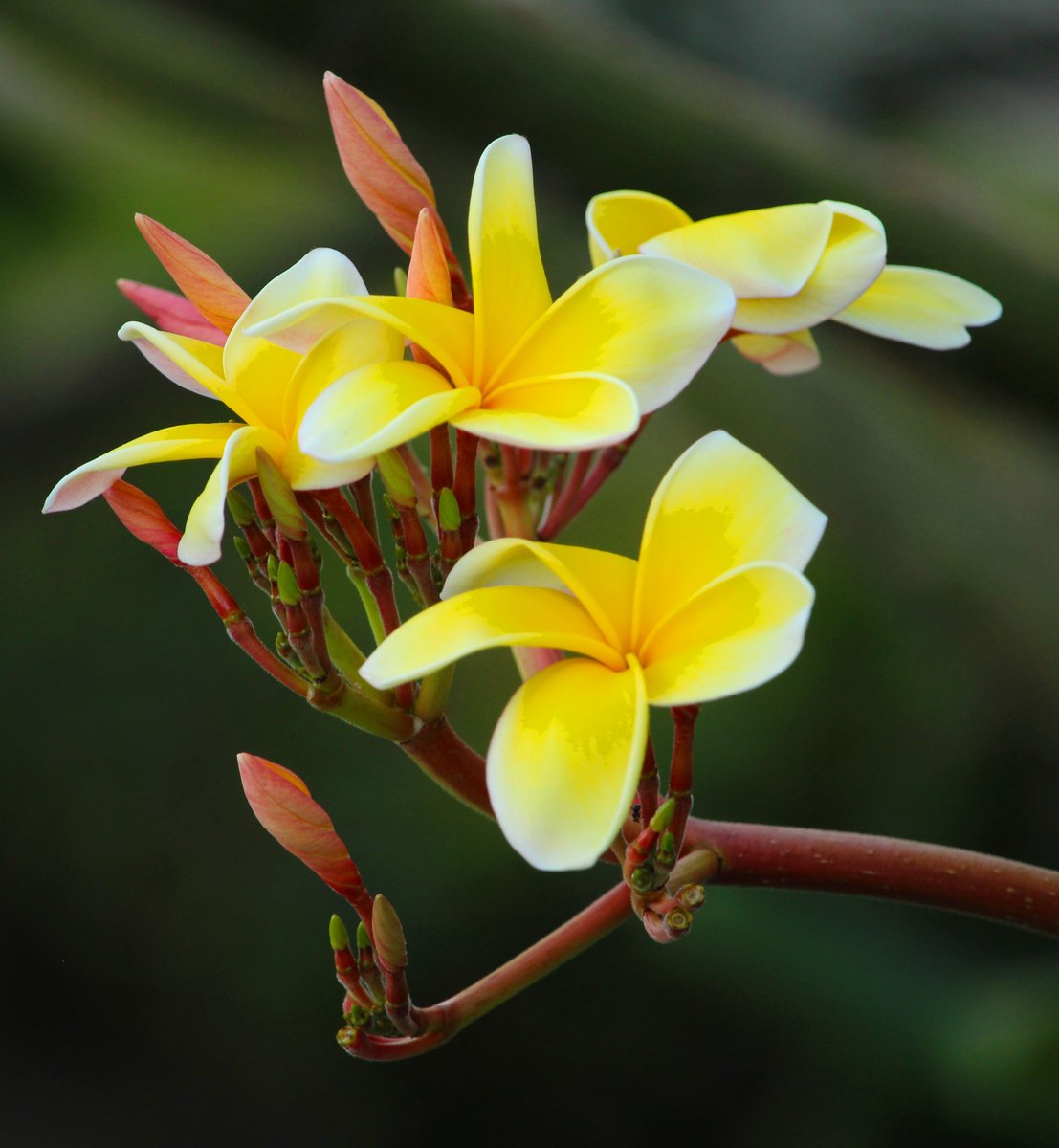 _Laura_GomDe's tweet photo. This astonishing flower is 𝘗𝘭𝘶𝘮𝘦𝘳𝘪𝘢 𝘳𝘶𝘣𝘳𝘢 a commonly ornamental plant, known as #frangipani. Recognized as #poisonous by USDA Forestry Service, however widely used in #TraditionalMedicine as abortifacient, drastic, purgative, used in toothache and for carious teeth. https://t.co/ujXP47Qr3j