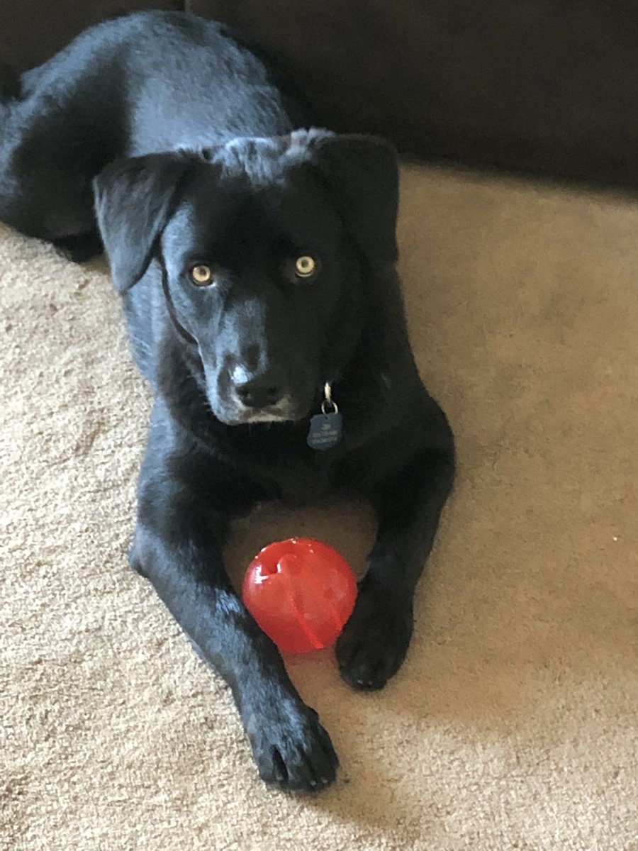 TomPalma1's tweet photo. @KathleenFOX5 My guy Jax has been feeling it too! https://t.co/9GGBhQQxzu