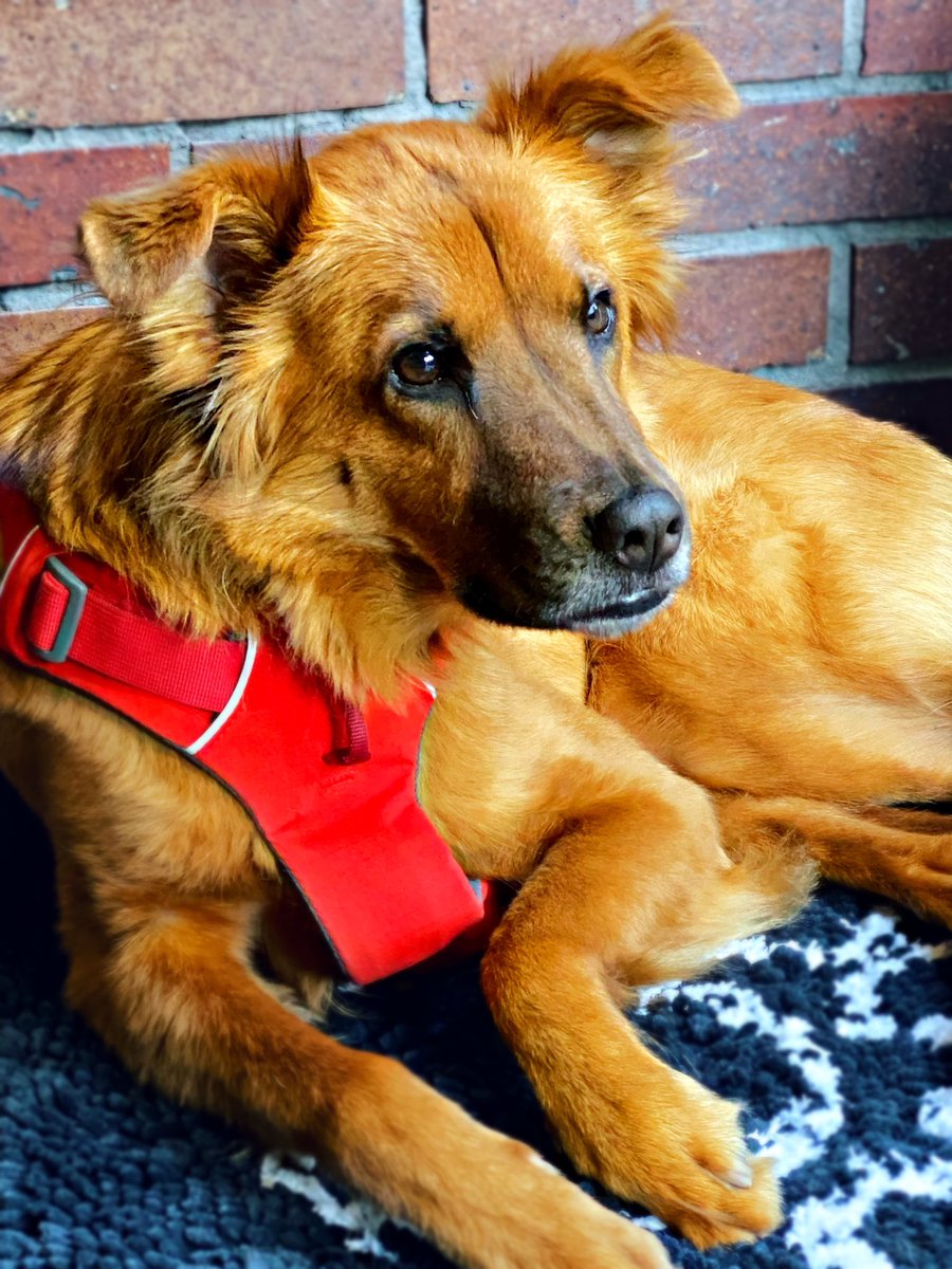 sheronlau888's tweet photo. Thank you to our friend Victor for capturing Duke. The perfect Potcake @potcakeplace #dogsoftwitter #potcake #potcakeplace Thank you to all the wonderful people at Potcake Place who work tirelessly to make this happen. We are eternally grateful ❤️🐕 https://t.co/vUXMrA4iF7