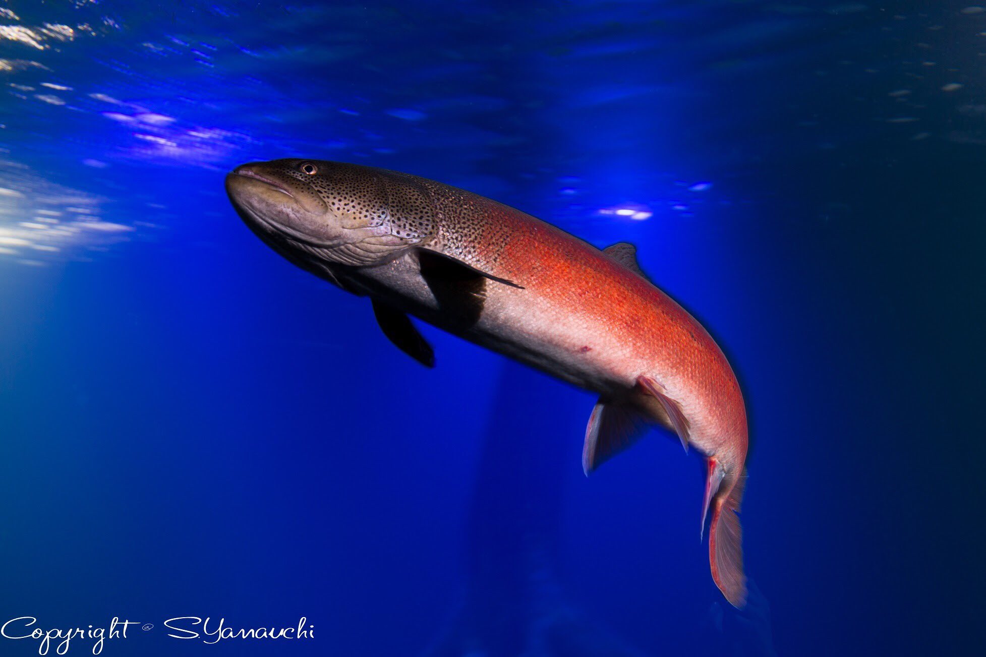 山内 創 トレンド入りしてる幻の魚イトウはこんな魚 1 5m 30kgにまで成長する日本最大級の淡水魚 寿命は15 年 現在日本では北海道のみに生息 オスは春の繁殖期鮮やかな赤色に変身 河川毎に 山内 創 トレンド入りしてる幻の魚イトウはこんな魚 1 5m 30kgにまで成長する日本最大級の淡水魚 寿命は15 年 現在日本では北海道のみに生息 オスは春の繁殖期鮮やかな赤色に変身 河川毎に