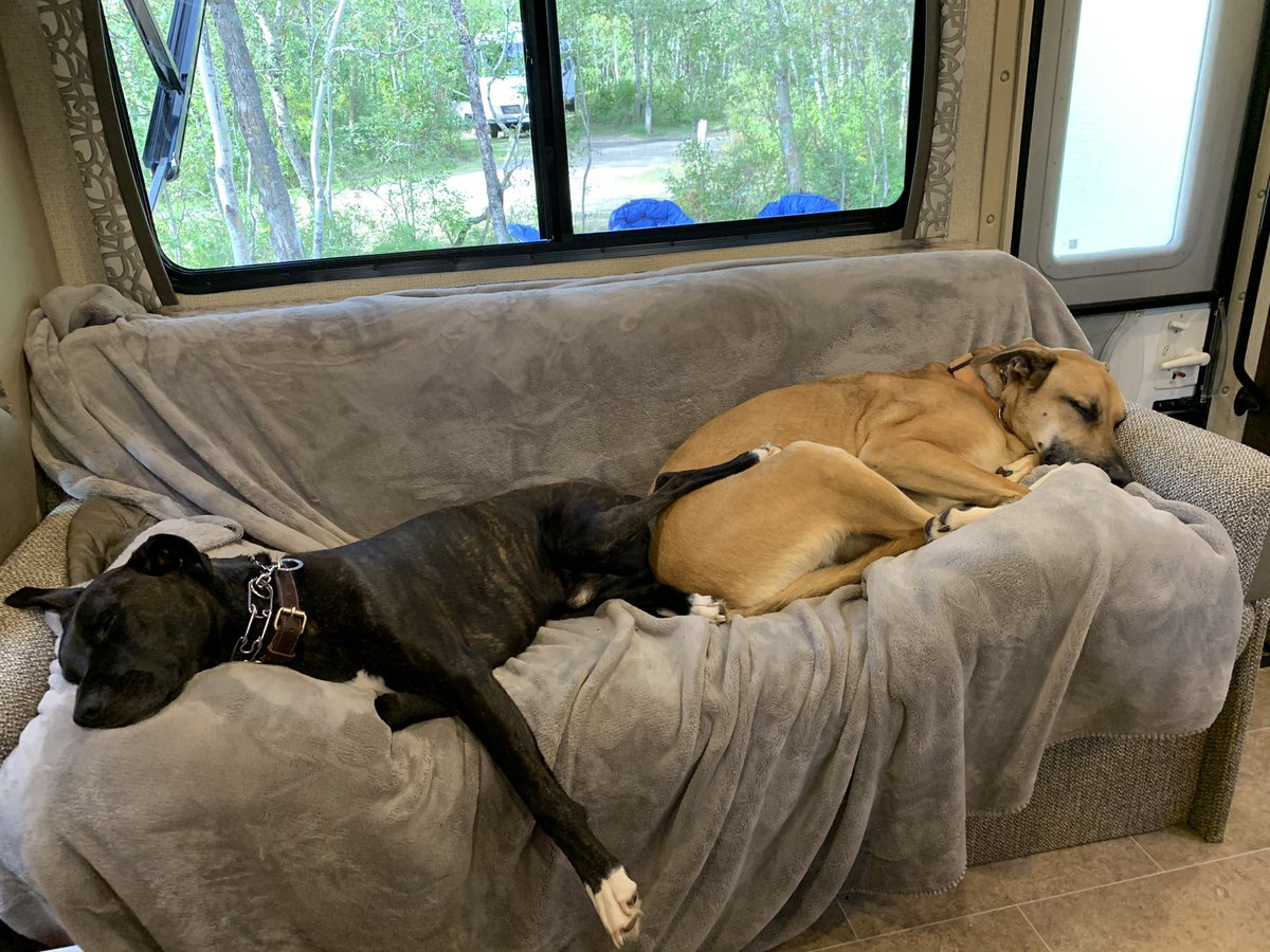 jaywebb73's tweet photo. @Ms5000Watts My boys, Crota and Remus https://t.co/T2hEKxlIlu
