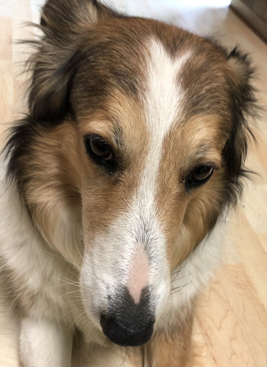 WilmaBenton19's tweet image. Dear @Target, I am very PUPSET! This is my face when Mom says you’re out of @FrostyPaws!! Tues they said in stock Weds. Now it’s Fri - still none!! You have been out the last 4 times! Please help!
 #dogsoftwitter #Target #pupset