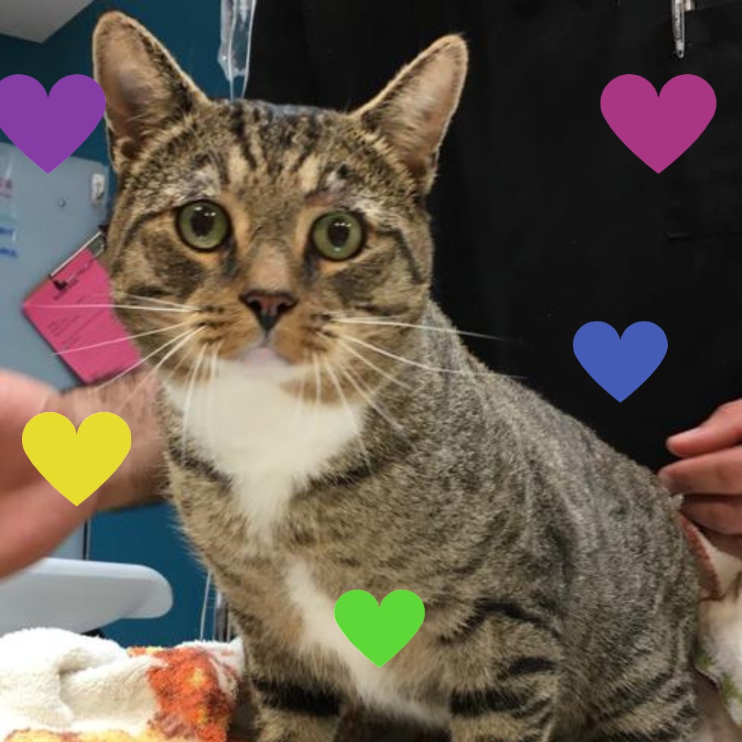 Sleek, single &amp; ready to mingle! PATRON does his name justice because he's the best of his kind. This romantic fella loves to give purrfect little kitty kisses to show you just how much he appreciates you. If you're looking for love then look no further! Get in the 🚗 right MEOW!