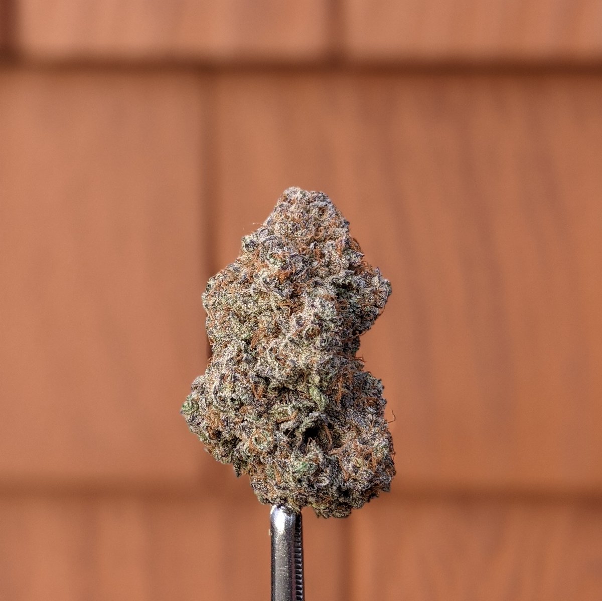 farleysfarm's tweet photo. Strain Spotlight: Birthday Bomb grown and bred by local favorites THC Nomad. A cross between THC Bomb and Ice Cream Cake leaves this strain to be very sedative and potent. Available right here at Farley's! #BirthdayBomb #LocalGenetics #LocalGrown #SupportLocal #Cannabis https://t.co/lzW75WoUbo