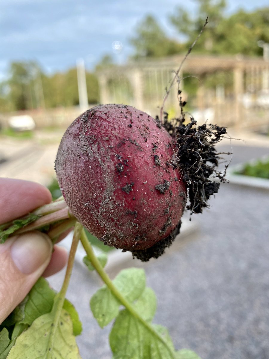 marietculver's tweet photo. Pure beauty #radish #CommunityGardenSeatack ππππ± @SeatackAADA #vbscratch #seatackdreamers πππ https://t.co/bJgQkU7wkd