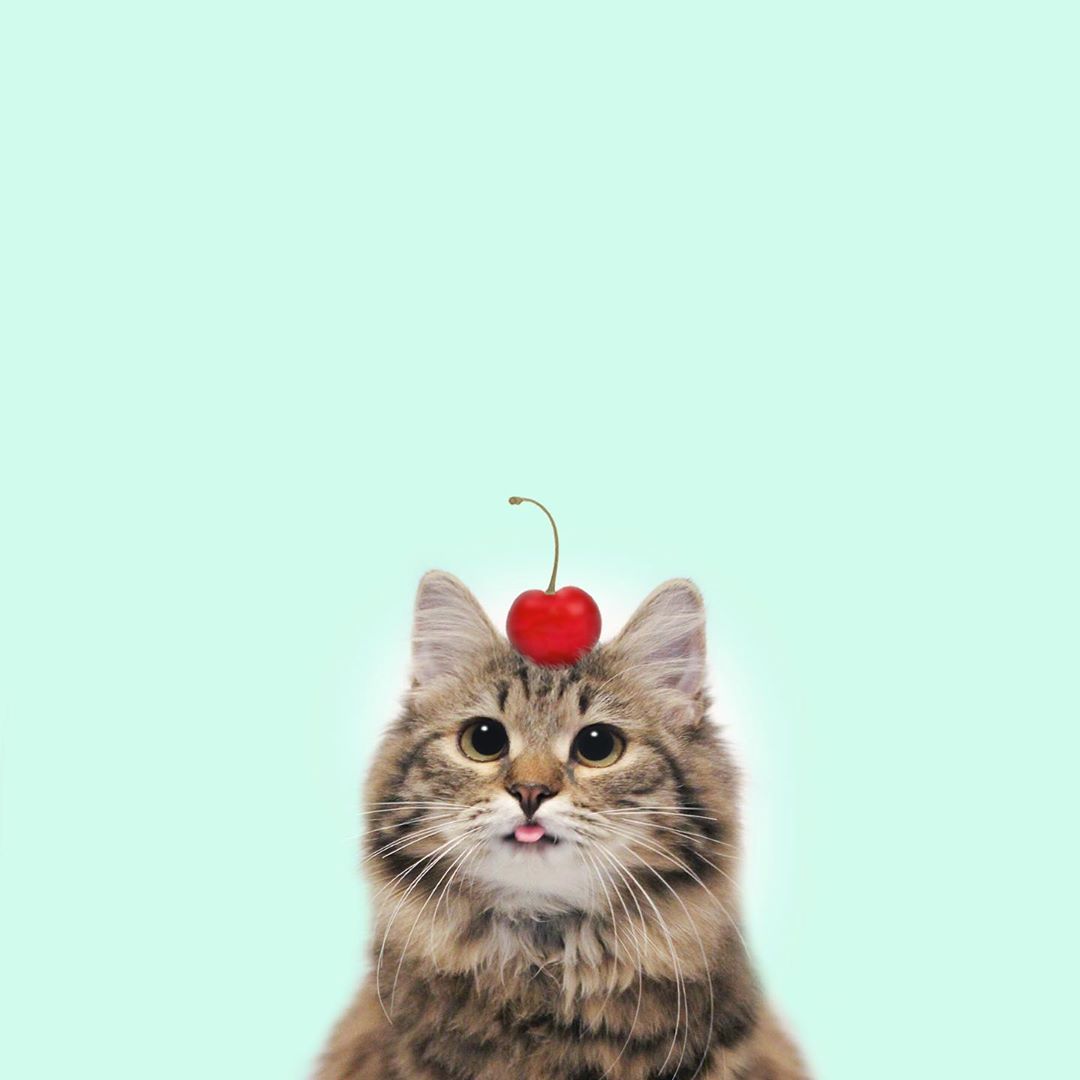 ZOO_FESS's tweet photo. From cynthiathesiberian
Zoo 😻😻
 https://t.co/u5QrblGHhy
