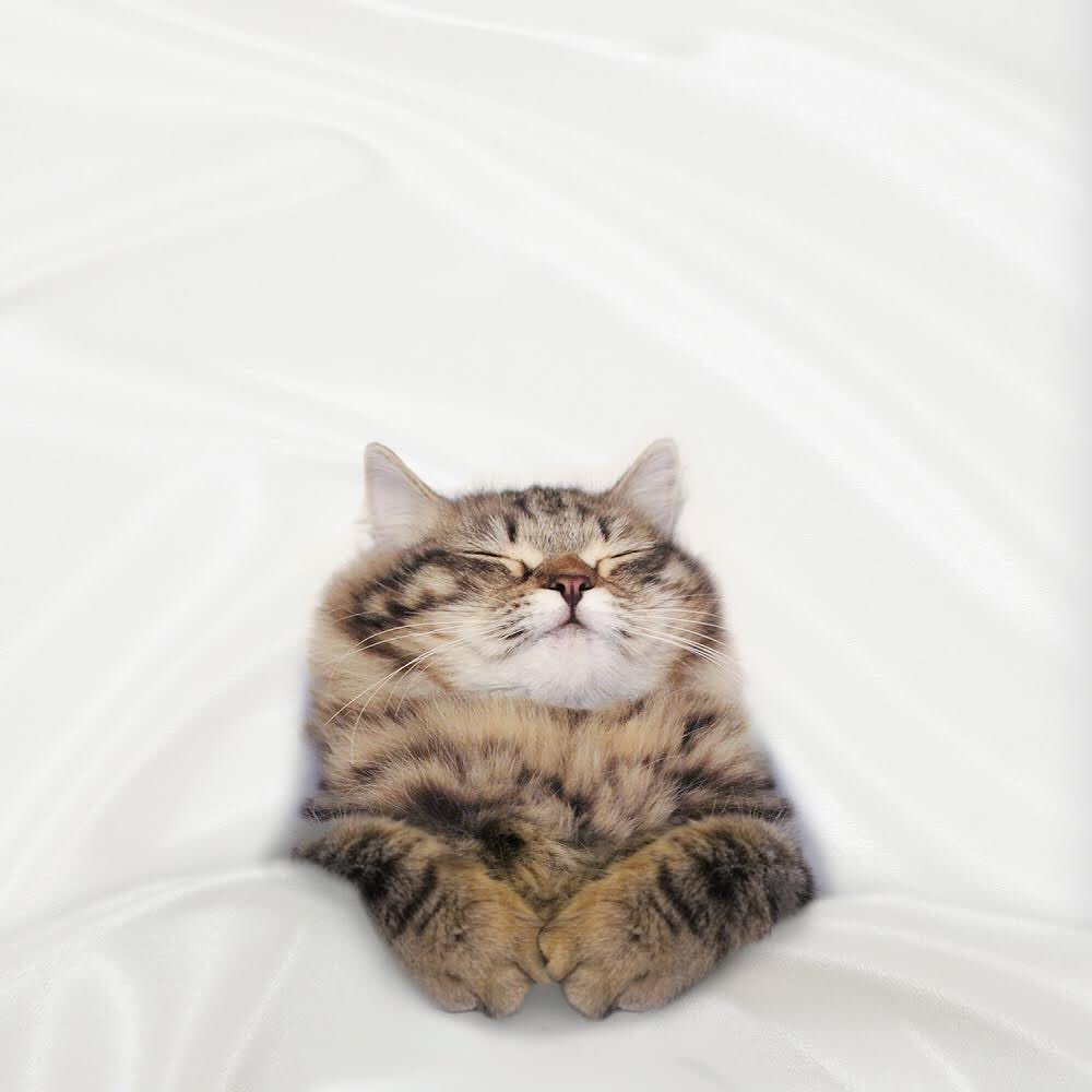 ZOO_FESS's tweet photo. From cynthiathesiberian
Zoo 😻😻
 https://t.co/u5QrblGHhy
