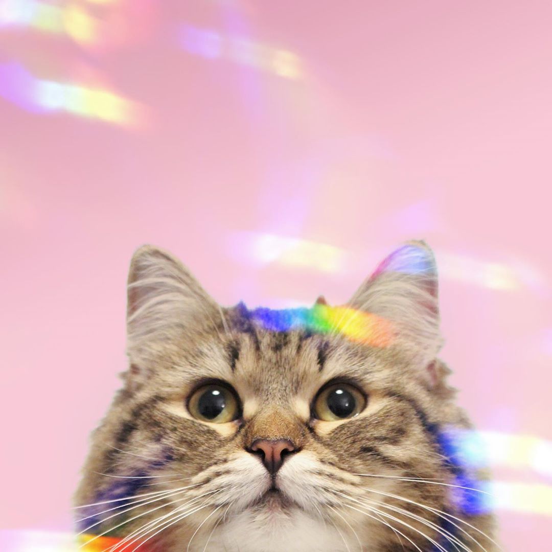 ZOO_FESS's tweet photo. From cynthiathesiberian
Zoo 😻😻
 https://t.co/u5QrblGHhy