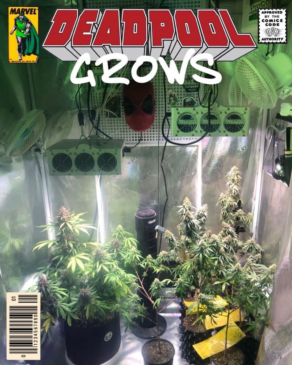 BlackDogLED's tweet photo. Some recent snaps from @deadpoolgrows of al the different auto strains they're growing under 2 PhytoMAX-2 200s. Looking chunky and skunky! Thanks for sharing

https://t.co/4tEn40zSf0 https://t.co/nFbgSJyzTl