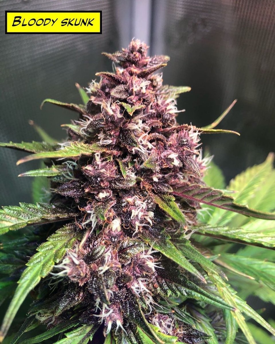 BlackDogLED's tweet photo. Some recent snaps from @deadpoolgrows of al the different auto strains they're growing under 2 PhytoMAX-2 200s. Looking chunky and skunky! Thanks for sharing

https://t.co/4tEn40zSf0 https://t.co/nFbgSJyzTl