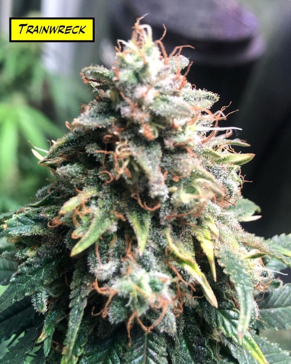 BlackDogLED's tweet photo. Some recent snaps from @deadpoolgrows of al the different auto strains they're growing under 2 PhytoMAX-2 200s. Looking chunky and skunky! Thanks for sharing

https://t.co/4tEn40zSf0 https://t.co/nFbgSJyzTl