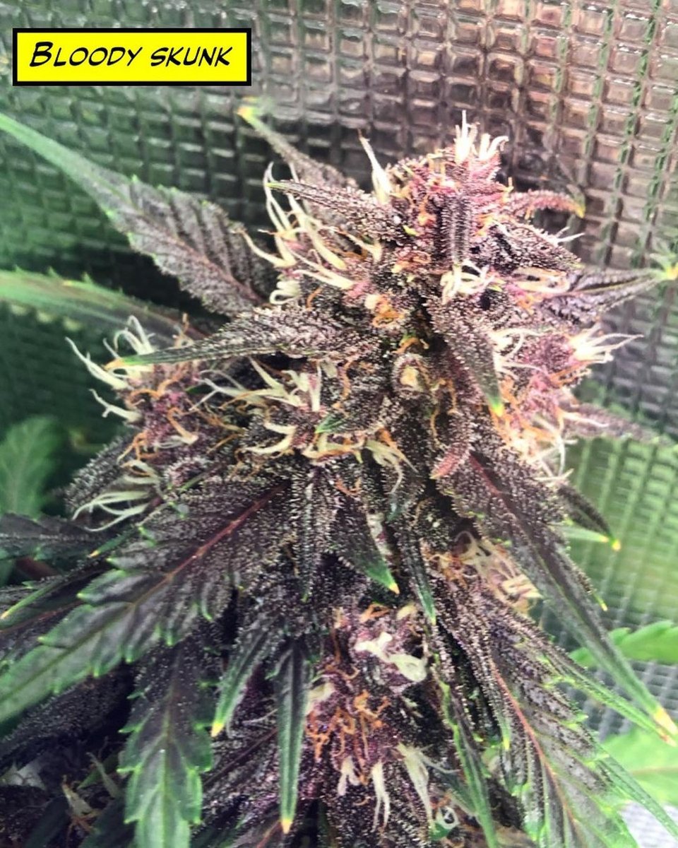 BlackDogLED's tweet photo. Some recent snaps from @deadpoolgrows of al the different auto strains they're growing under 2 PhytoMAX-2 200s. Looking chunky and skunky! Thanks for sharing

https://t.co/4tEn40zSf0 https://t.co/nFbgSJyzTl