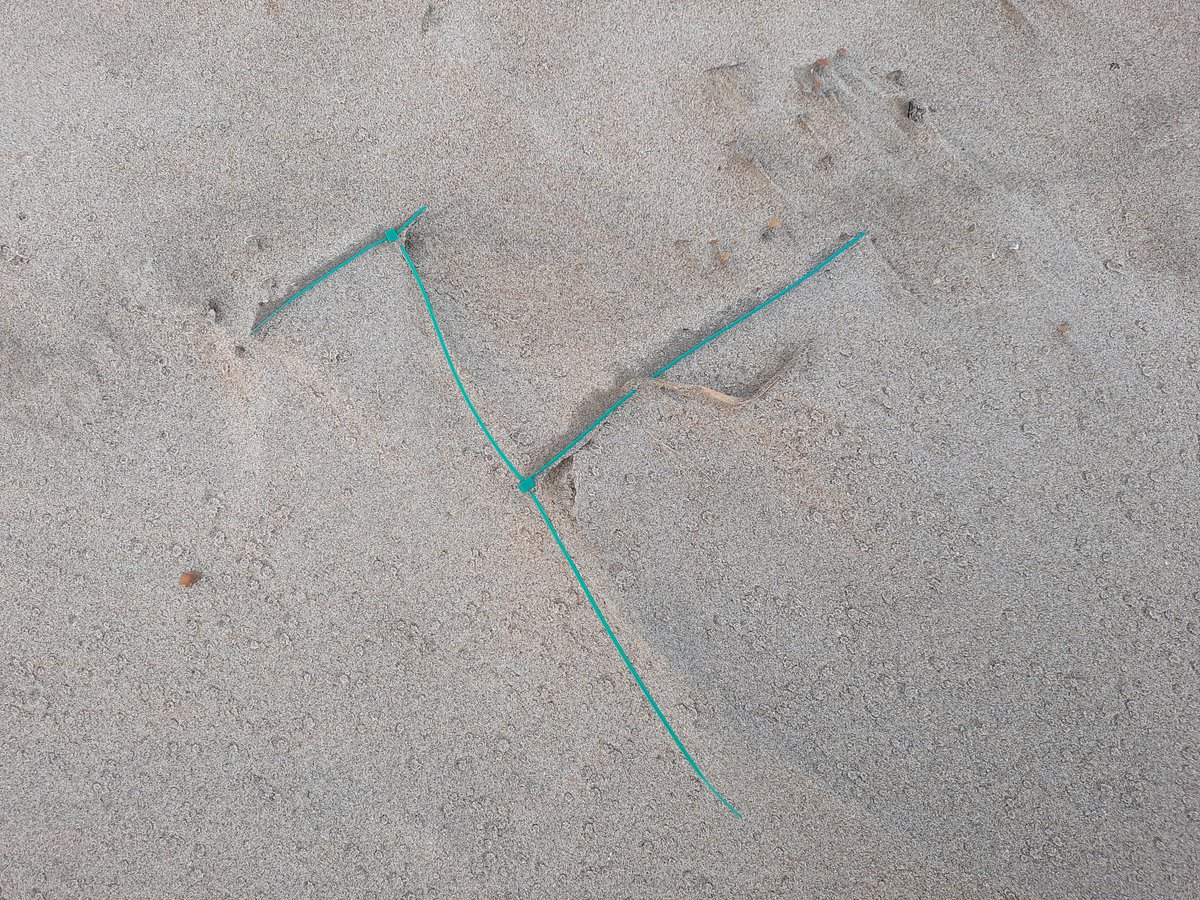 DannyGooyer's tweet photo. Tie-wraps, oneindig gevonden op het strand. Alsjeblieft, strandtenthouders, bouwers denk na. Houd rekening met ons milieu. Kleine moeite om het in een afvalbak te deponeren.
#plasticsoup #tiewraps #plastic #pollution #vervuiling #milieu https://t.co/wPAiowZPor