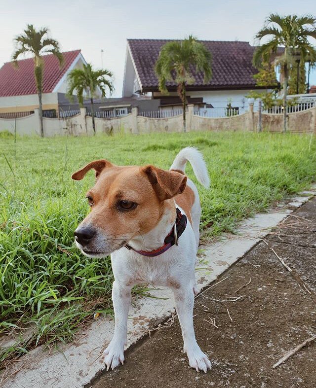DogsNetOfficial tweet picture
