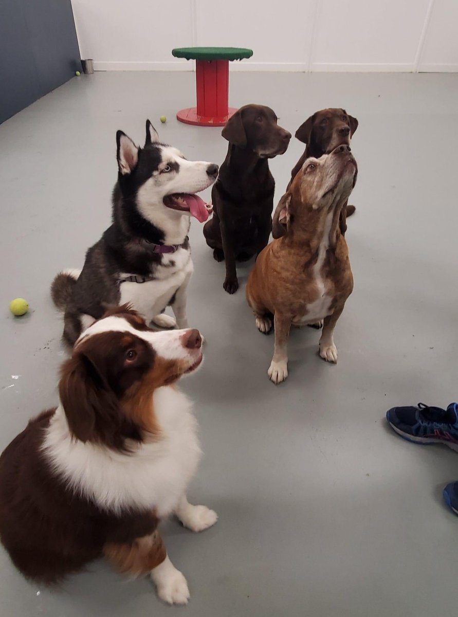 PortRover's tweet photo. Social Dog 101 Classes are amazing.  Ms. Juno (the husky front and center) has spent the past week working on her leash manners and social skills while in daycare.  Today for the first time, she was successful in participating in group play with lots of dogs.   She did great. https://t.co/ye7pK3mgse