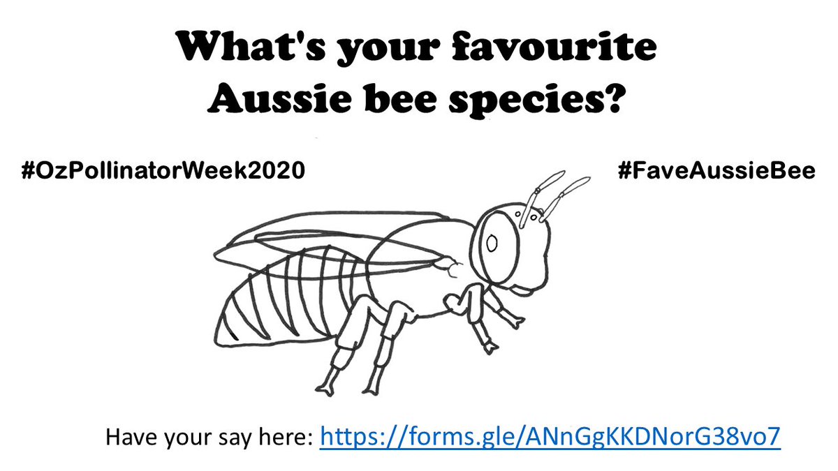 BeeBabette's tweet photo. Who is Australia's #Favourite #Bee #Species?!
The Bee Babette is on a quest to discover who is Australia's favourite species of bee! During #OzPollinatorWeek (Nov 8-15)
#OzPollinators #bees #OzPollinatorWeek2020
please everyone have your say here:
https://t.co/vYfxWHzaHS https://t.co/tJh9mwOi7q