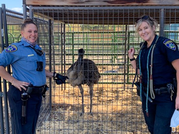 pleasantonpd's tweet photo. Talk about an EMU-gency in #Pleasanton! 🚨 Today, Animal Services Officer Frankie Ayers and CSO Amy Martin successfully lassoed a wandering emu and kept it calm. The emu is in safe hands waiting to be re-connected with its rightful owner at the @ACSOSheriffs shelter. https://t.co/ZiSvObjZMR