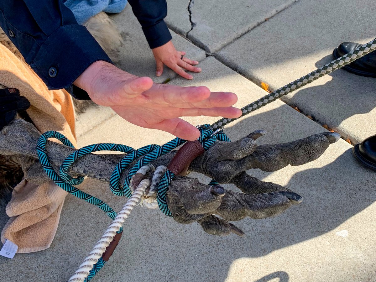 pleasantonpd's tweet photo. Talk about an EMU-gency in #Pleasanton! 🚨 Today, Animal Services Officer Frankie Ayers and CSO Amy Martin successfully lassoed a wandering emu and kept it calm. The emu is in safe hands waiting to be re-connected with its rightful owner at the @ACSOSheriffs shelter. https://t.co/ZiSvObjZMR