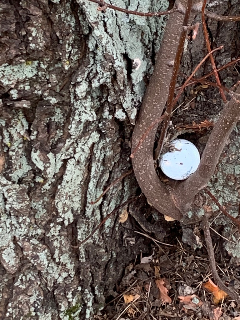 When your buddies say nice drive. You were right hit it at that tree and have it draw back. Ah no draw lol