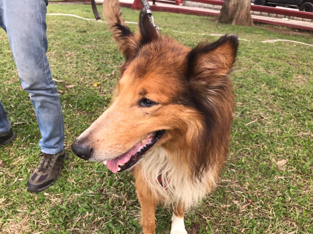 Porque nuestra capacidad de amar es infinita... realizamos jornada de desparasitación y vacuna antirrábica para nuestras mascotas de forma gratuita, junto a la <a href="/SomosNevado/">MisiónNevadoVzla</a> y con la participación especial de nuestra candidata @SofiaCarrero
#UnidosPorUnMundoPluripolar
#Juventud