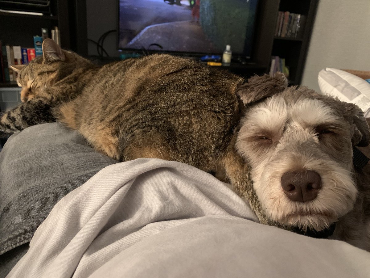 philparkbot's tweet photo. “Sorry, I was talking to my cat and the mic was on” is something I said in a meeting today.
#InfinityCat #CatCoherence #GameCat https://t.co/5Lt5y7Uejr