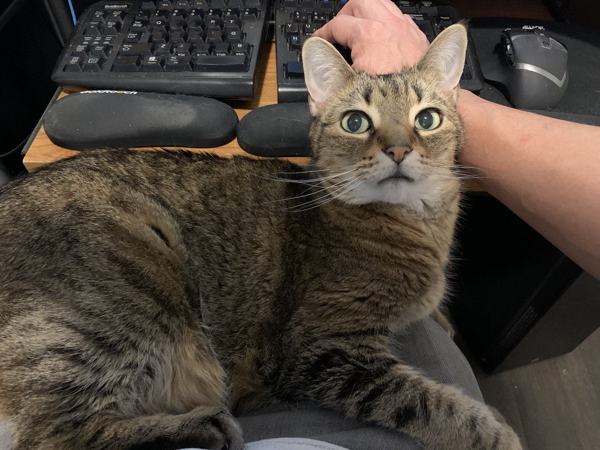 philparkbot's tweet photo. “Sorry, I was talking to my cat and the mic was on” is something I said in a meeting today.
#InfinityCat #CatCoherence #GameCat https://t.co/5Lt5y7Uejr