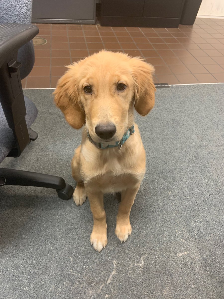 Missing dog located at the Cresskill Police Department. Please help us find the owner. 201-568-1400.