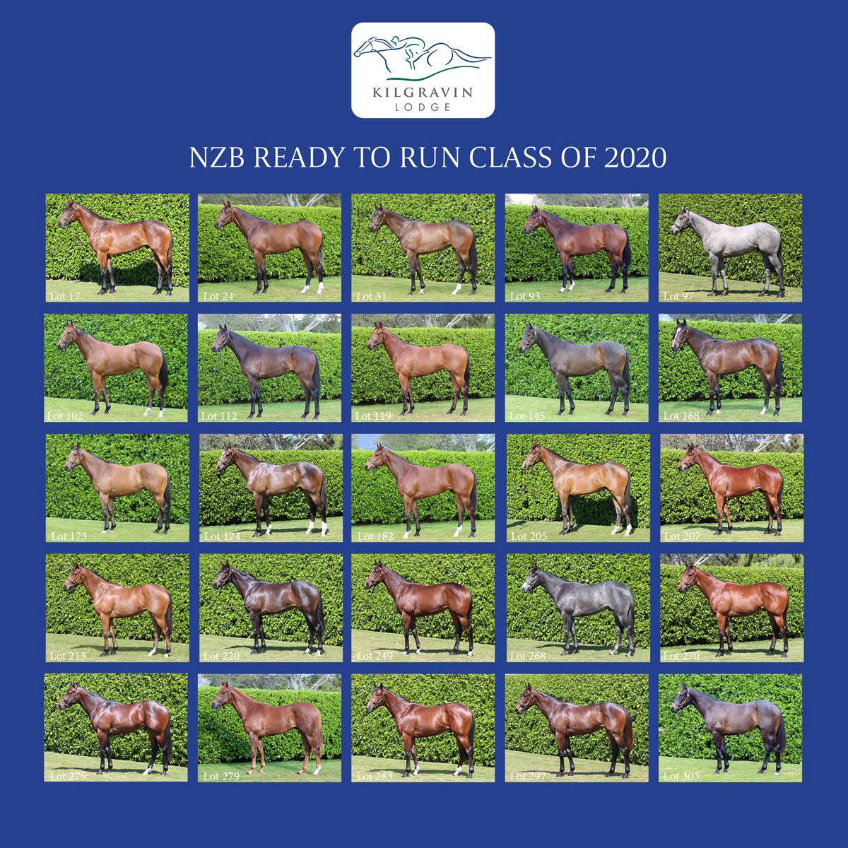 Kilgravin's tweet photo. The finishing touches are being applied to our class of 2020 @Karakachat Ready To Run draft.
You can now discover more about each member of this exciting consignment by heading over to https://t.co/BYZCbS5Ifj
#wherequalitycounts #RTR https://t.co/emcDOYAWqe