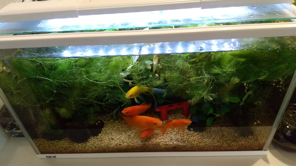 Moti Aquarium En Twitter 熱帯魚水槽とレグラス水槽が スッキリ 代わりに 金魚水槽が マツモだらけになりました たくさん食べてほしい アクアリウム 熱帯魚 水草 マツモ Moti Aquarium En Twitter 熱帯魚水槽とレグラス水槽が スッキリ 代わりに 金魚水槽が マツモだらけになりました たくさん食べてほしい アクアリウム 熱帯魚 水草 マツモ