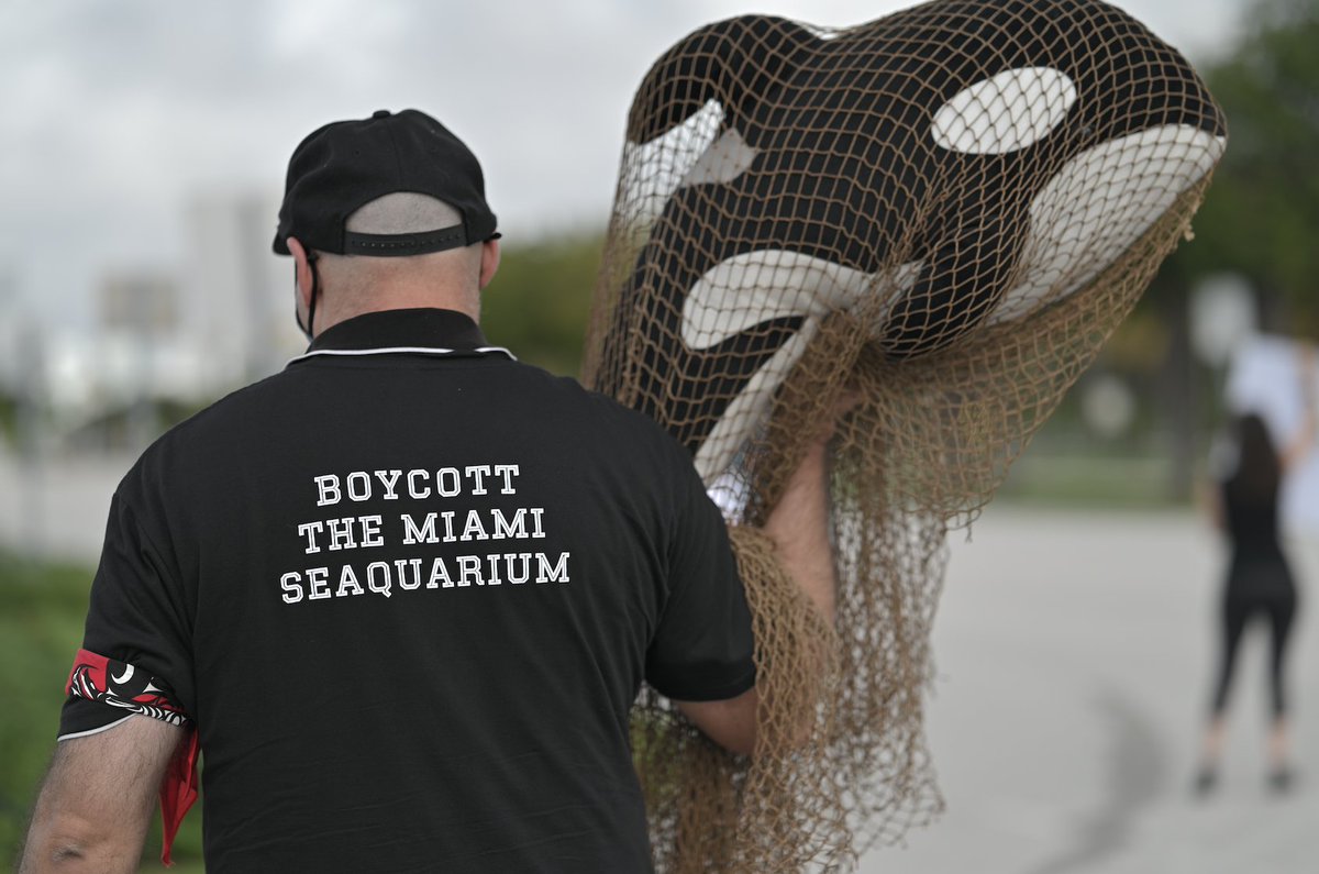 peta's tweet photo. After being violently captured from her ocean home, Lolita has suffered for 50 years in lockdown in the world's smallest orca tank.

RETWEET if you want @MiamiSeaquarium to release her to a seaside sanctuary! #FreeLolita https://t.co/94CeyZ8nhH