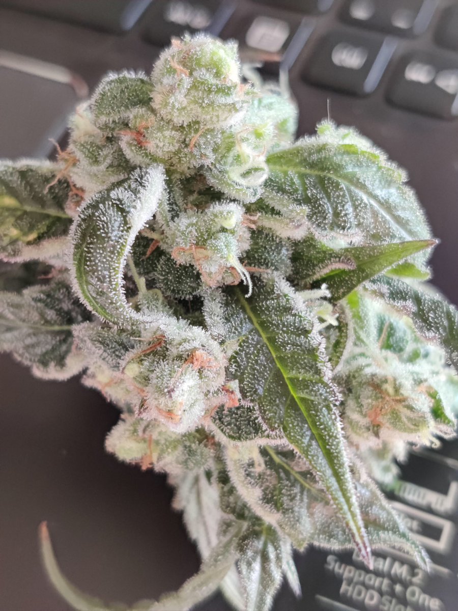 NJ_Loud's tweet photo. Frosty white widow 🤤❄️ https://t.co/719F1FRf0n