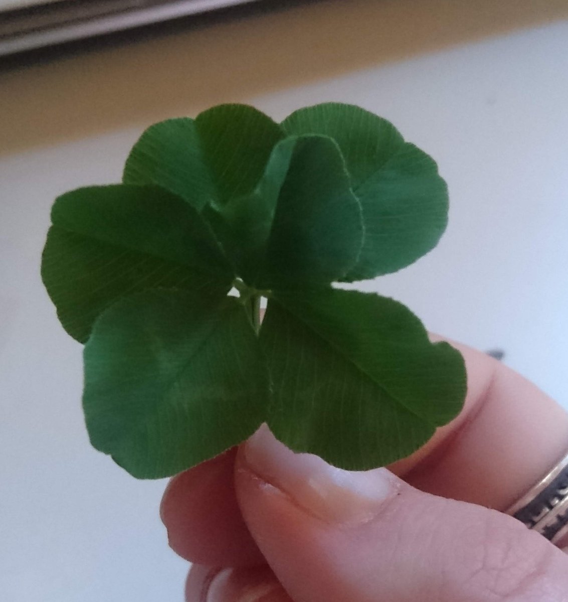 i see your 4 leaf &amp; raise you to a 6 leaf