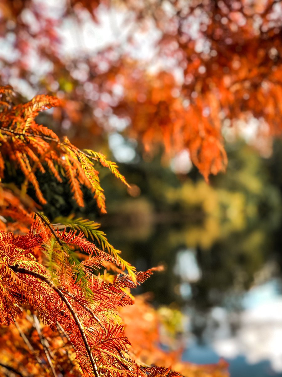 couchflucht's tweet photo. Zeit, endlich mal was zur Aktion #Novemberlächeln von @Teilzeitreisen beizutragen. 🤗
Was ich am November mag? 
Diese unglaublich leuchtenden Farben gerade und das Goldene, das der Oktober irgendwie versäumt hat... https://t.co/eyy6afQmgb